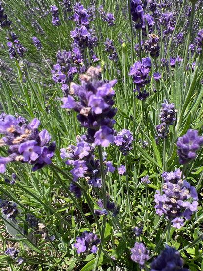French Perfume Lavender Plants & Plugs with purple flowers compact growth habit