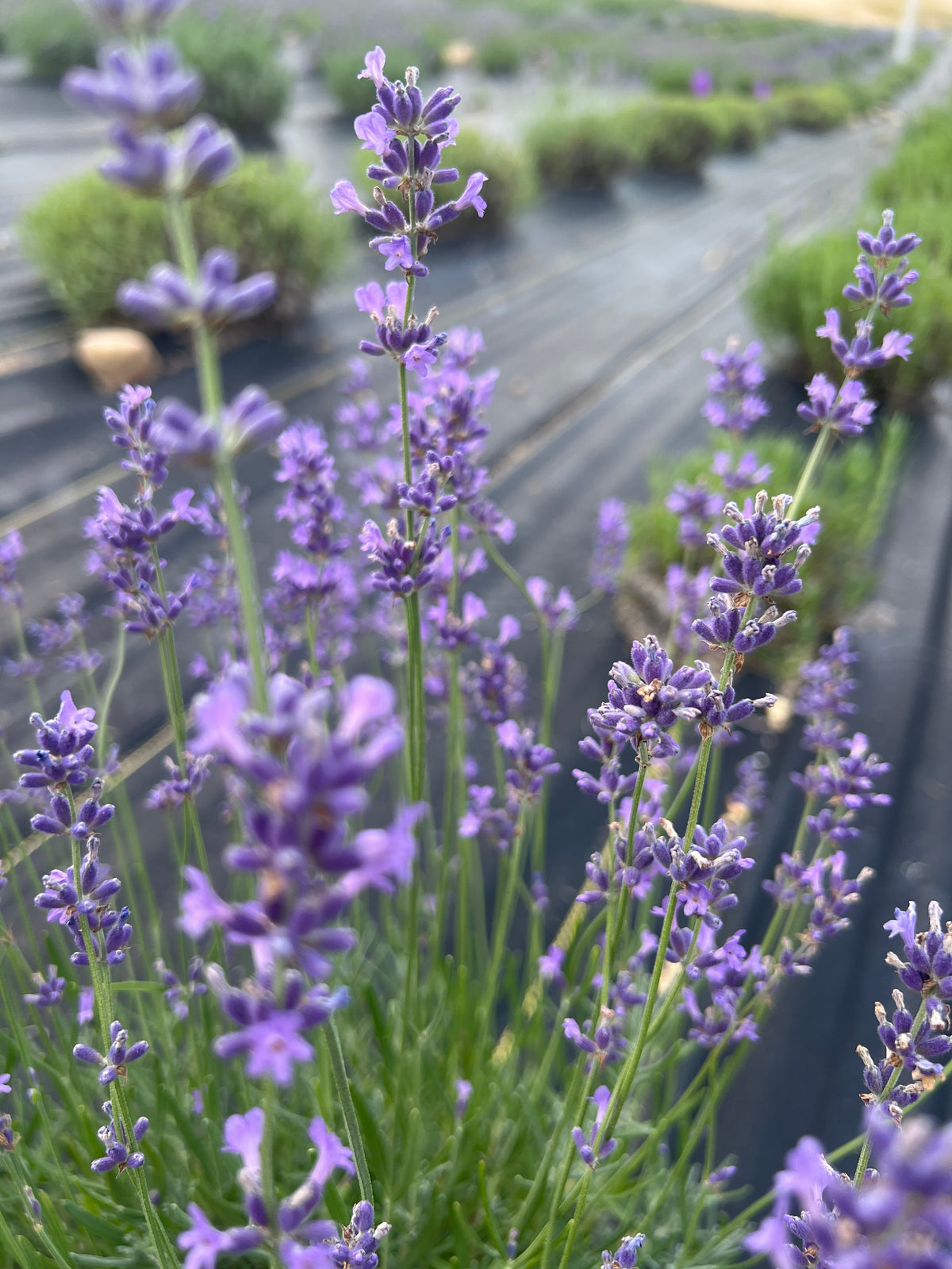Folgate lavender 20-cell plug tray - image 3