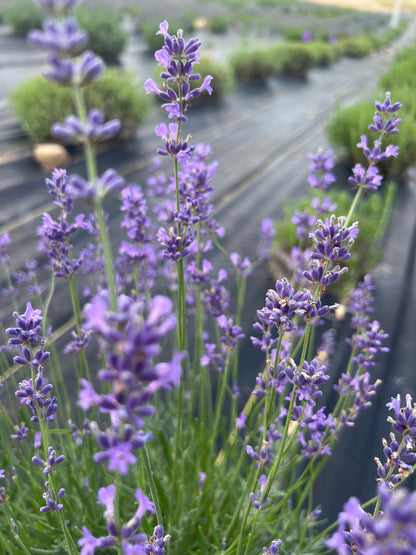 Folgate lavender 20-cell plug tray - image 3