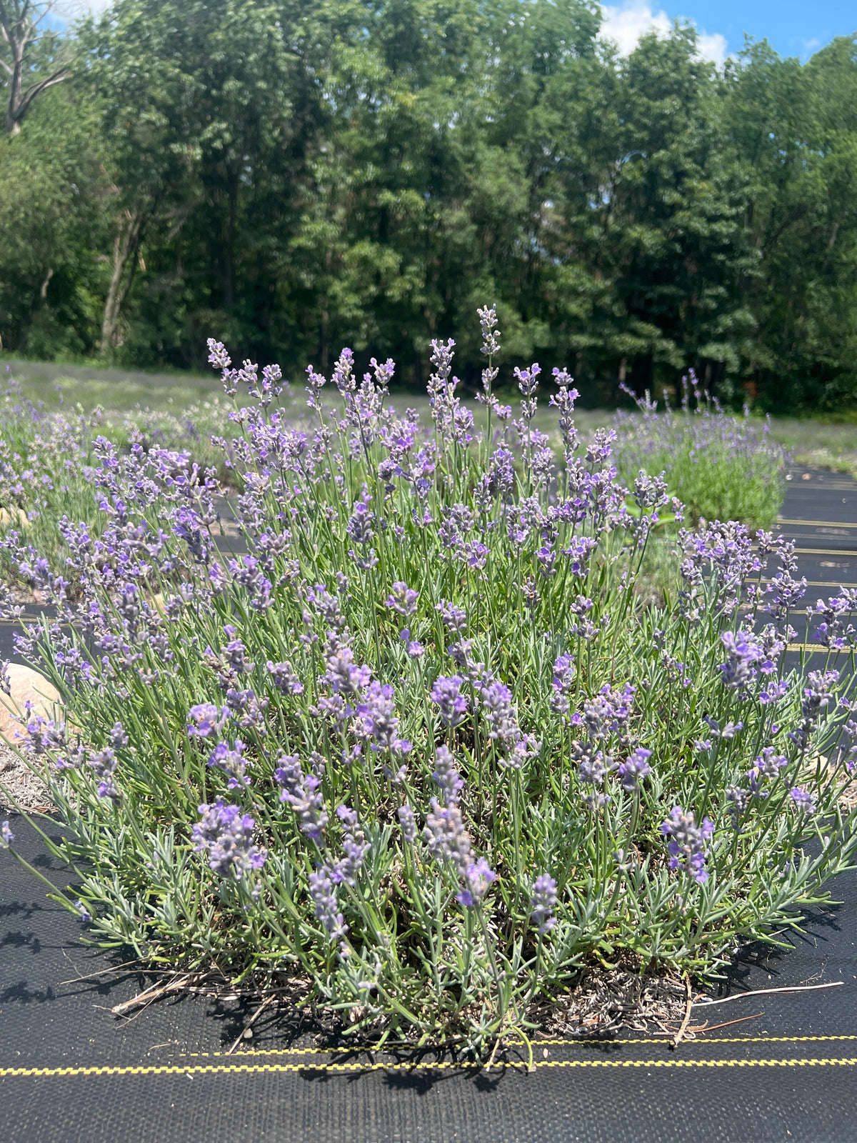 Munstead lavender bare root plant - image 3