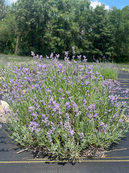 Munstead lavender bare root plant - image 3
