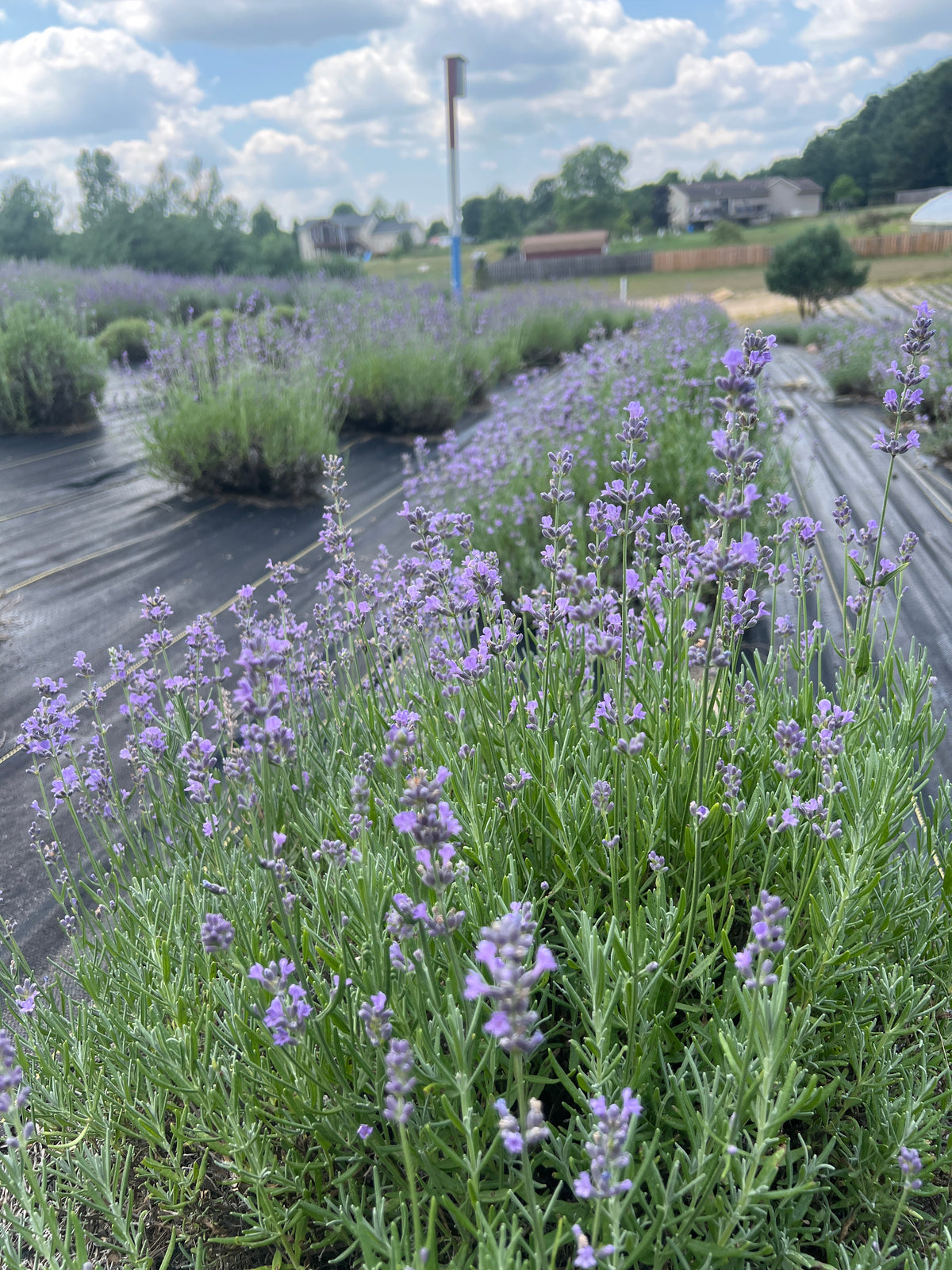 Munstead lavender bare root plant - image 5