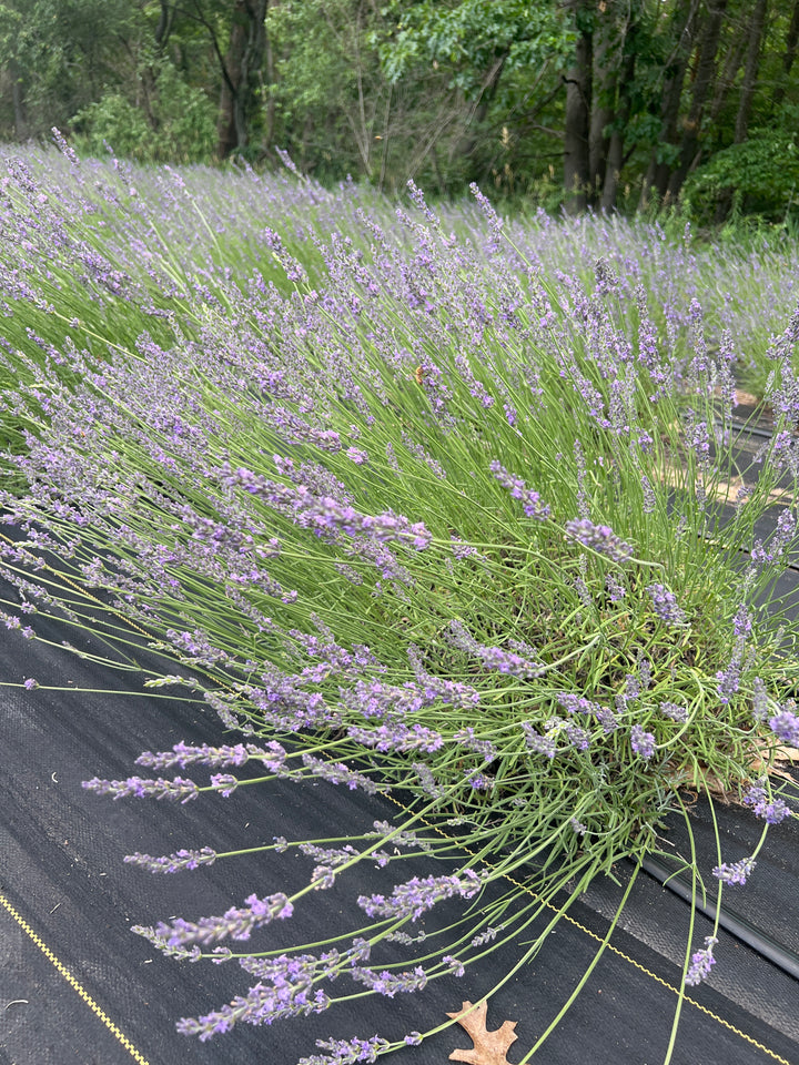 Grosso lavender (Lavandula × intermedia) sprawling mound with lavender-purple spikes on landscape fabric