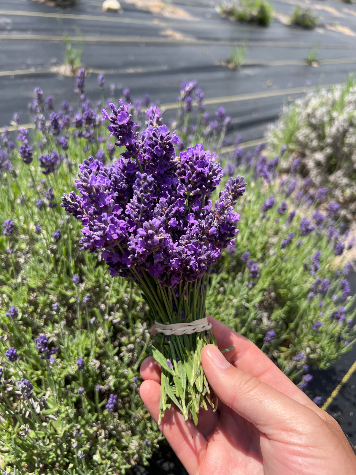 ‘Super Bleu’ Lavender Plants & Plugs with purple flowers upright growth habit, product image 2