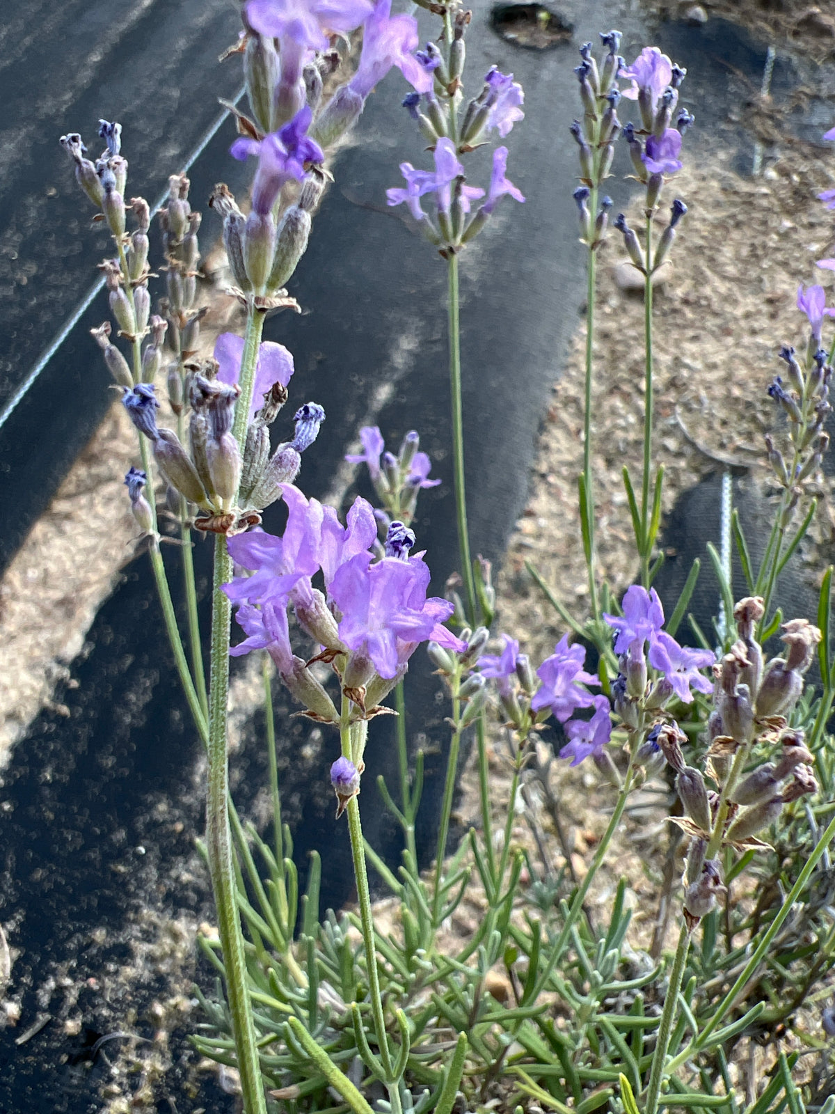Princess Blue Lavender Plants & Plugs with mid-violet to bright violet-blue flowers erect growth habit