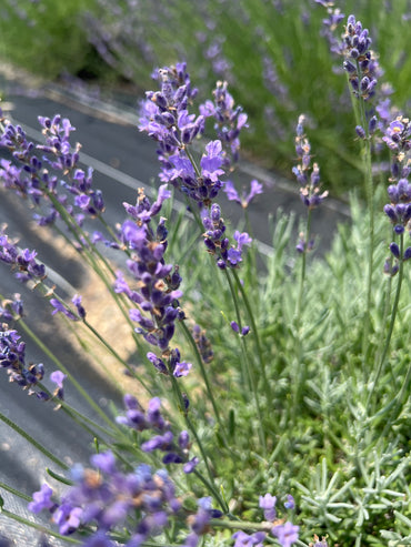 Betty’s Blue Lavender Plants & Plugs with purple flowers upright growth habit, product image 2