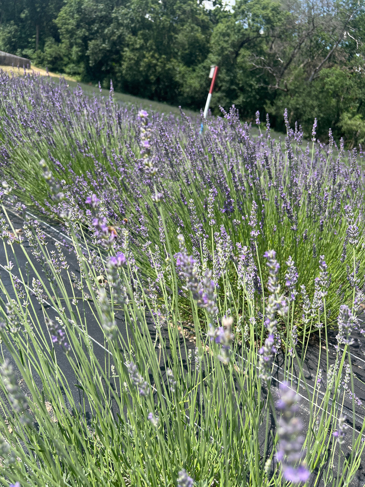 Sumian Lavender Plants & Plugs with blue flowers bushy growth habit, product image 2