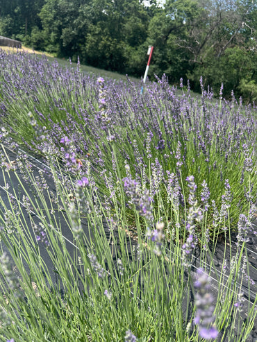 Sumian Lavender Plants & Plugs with blue flowers bushy growth habit, product image 2