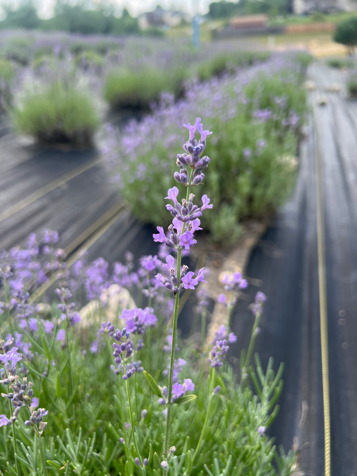 Munstead lavender bare root plant - image 4