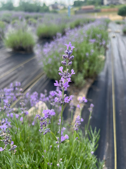 Munstead lavender bare root plant - image 4