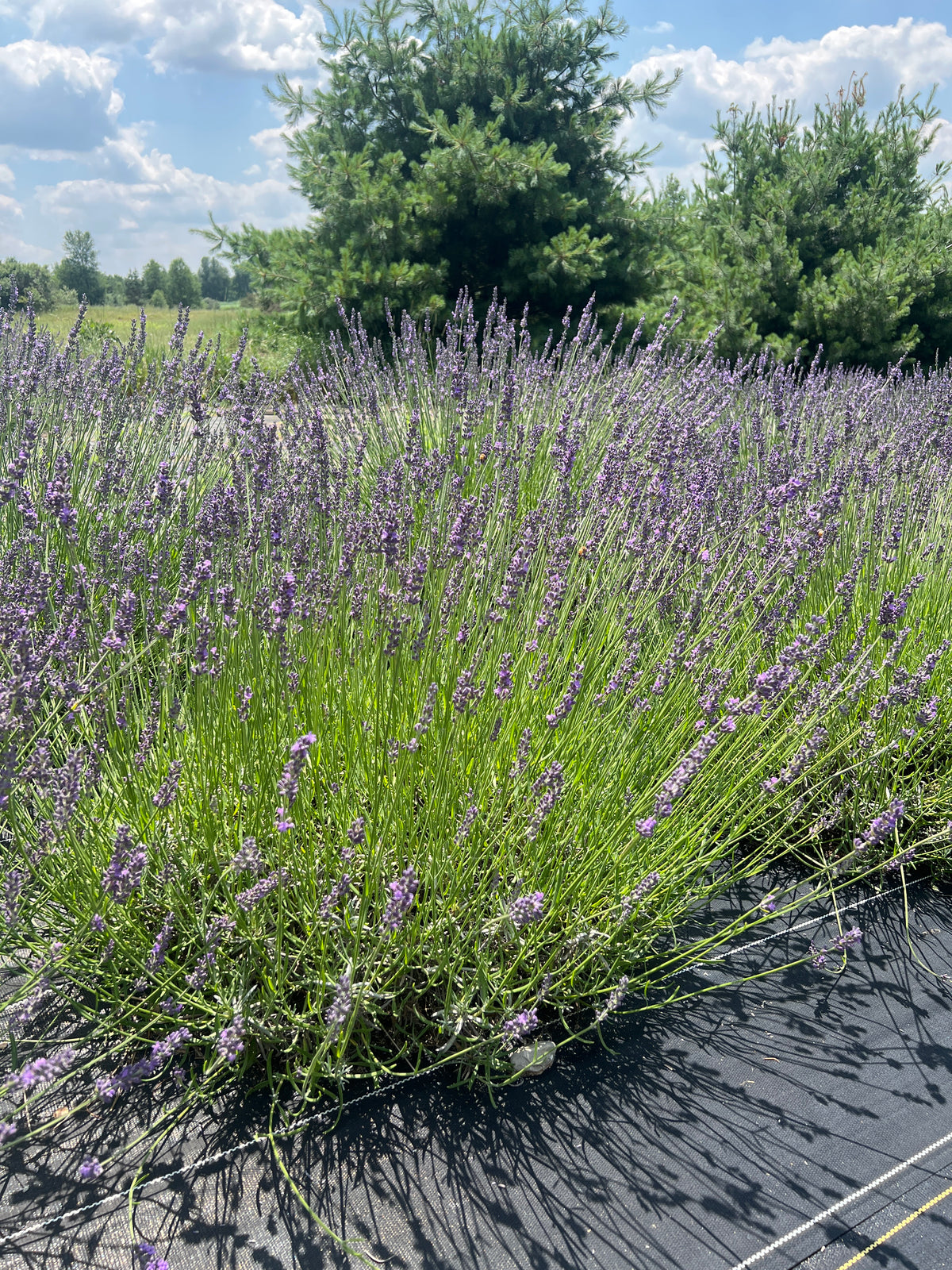 Riverina Thomas lavender 20-cell plug tray