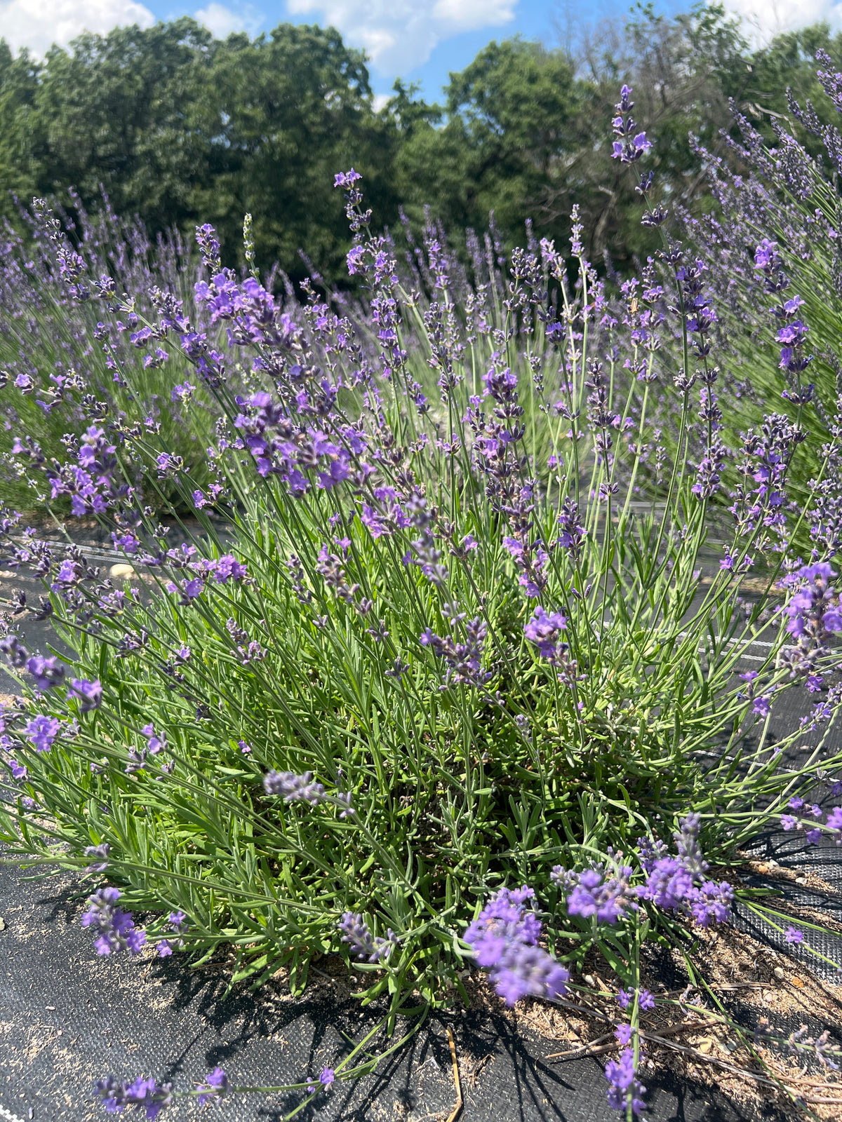Wyckoff Lavender Plants & Plugs with purple flowers bushy growth habit