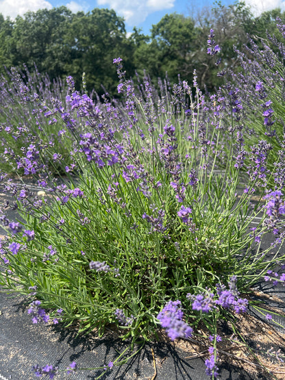 Wyckoff Lavender Plants & Plugs with purple flowers bushy growth habit