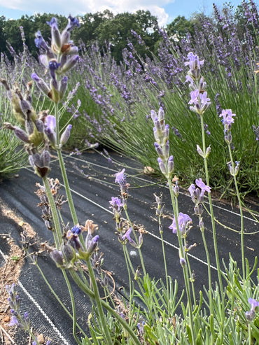 Seal’s Seven Oaks Lavender Plants & Plugs with dark violet-blue flowers compact evergreen shrub growth habit, product image 2