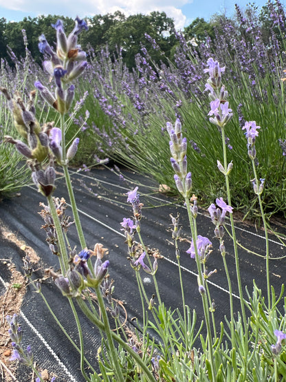 Seal’s Seven Oaks Lavender Plants & Plugs with dark violet-blue flowers compact evergreen shrub growth habit, product image 2