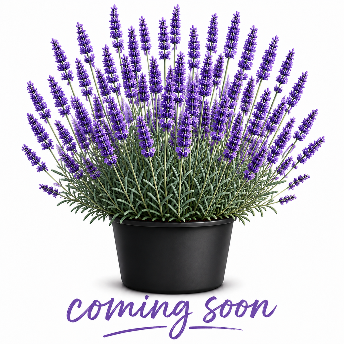 Grappenhall lavender 20-cell plug tray