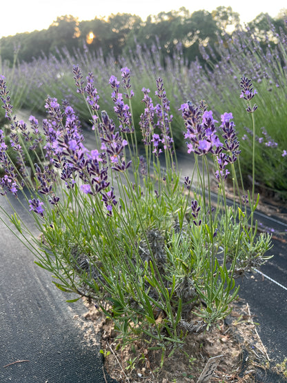 Egerton Blue Lavender Plants & Plugs with dark violet to mauve flowers robust growth habit