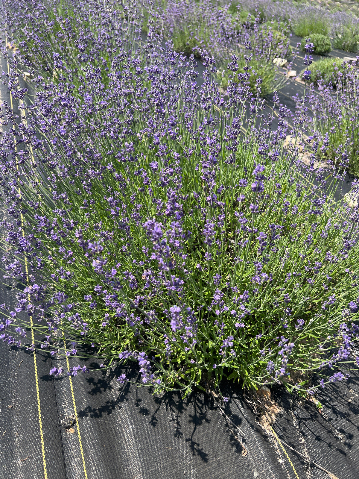 Violet Intrigue Lavender Plants & Plugs with purple flowers upright growth habit