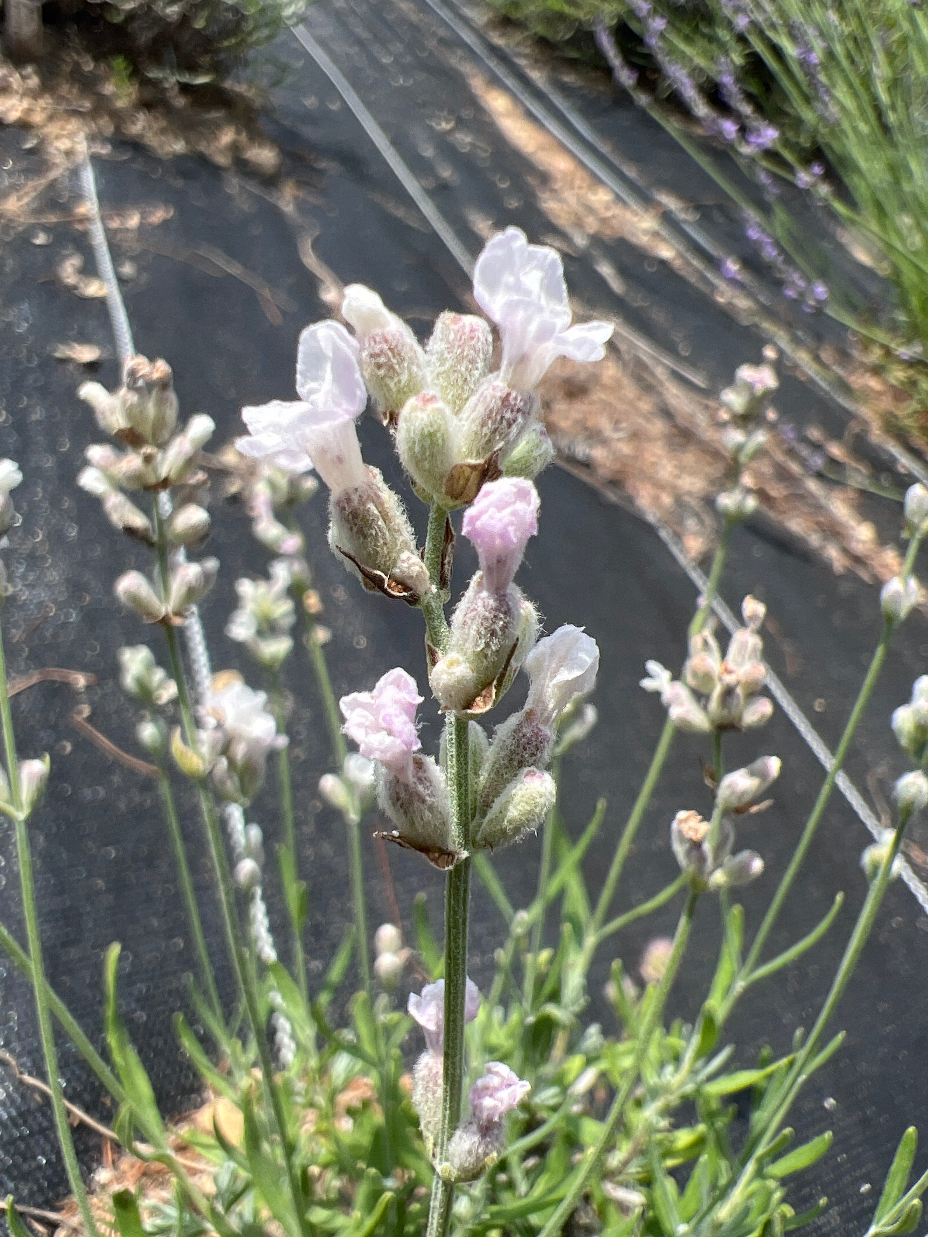 Opal Rain Lavender Plants & Plugs with pink flowers bushy growth habit