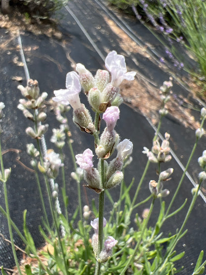 Opal Rain Lavender Plants & Plugs with pink flowers bushy growth habit