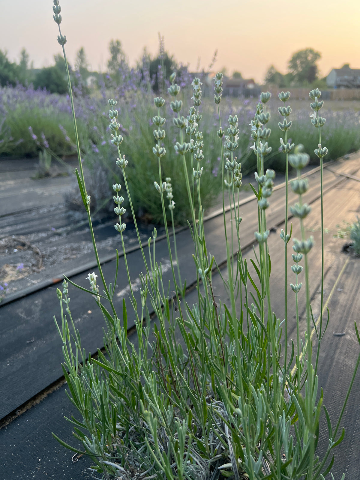 Alba Lavender Plants & Plugs with white flowers mounding growth habit, product image 3