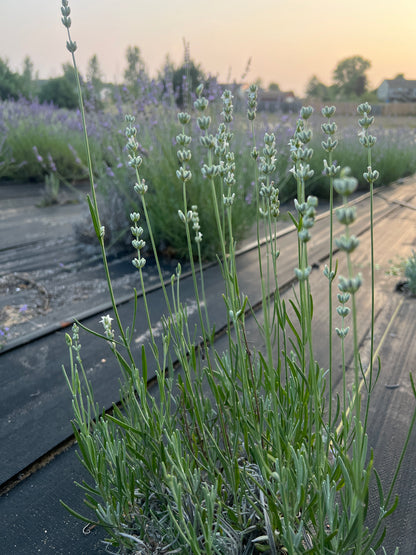 Alba Lavender Plants & Plugs with white flowers mounding growth habit, product image 3