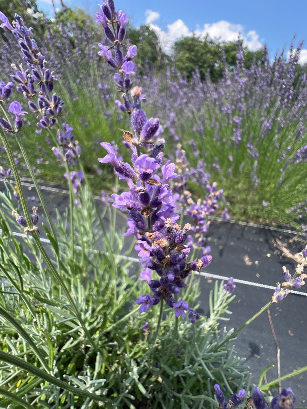 Betty’s Blue Lavender Plants & Plugs with purple flowers upright growth habit, product image 3