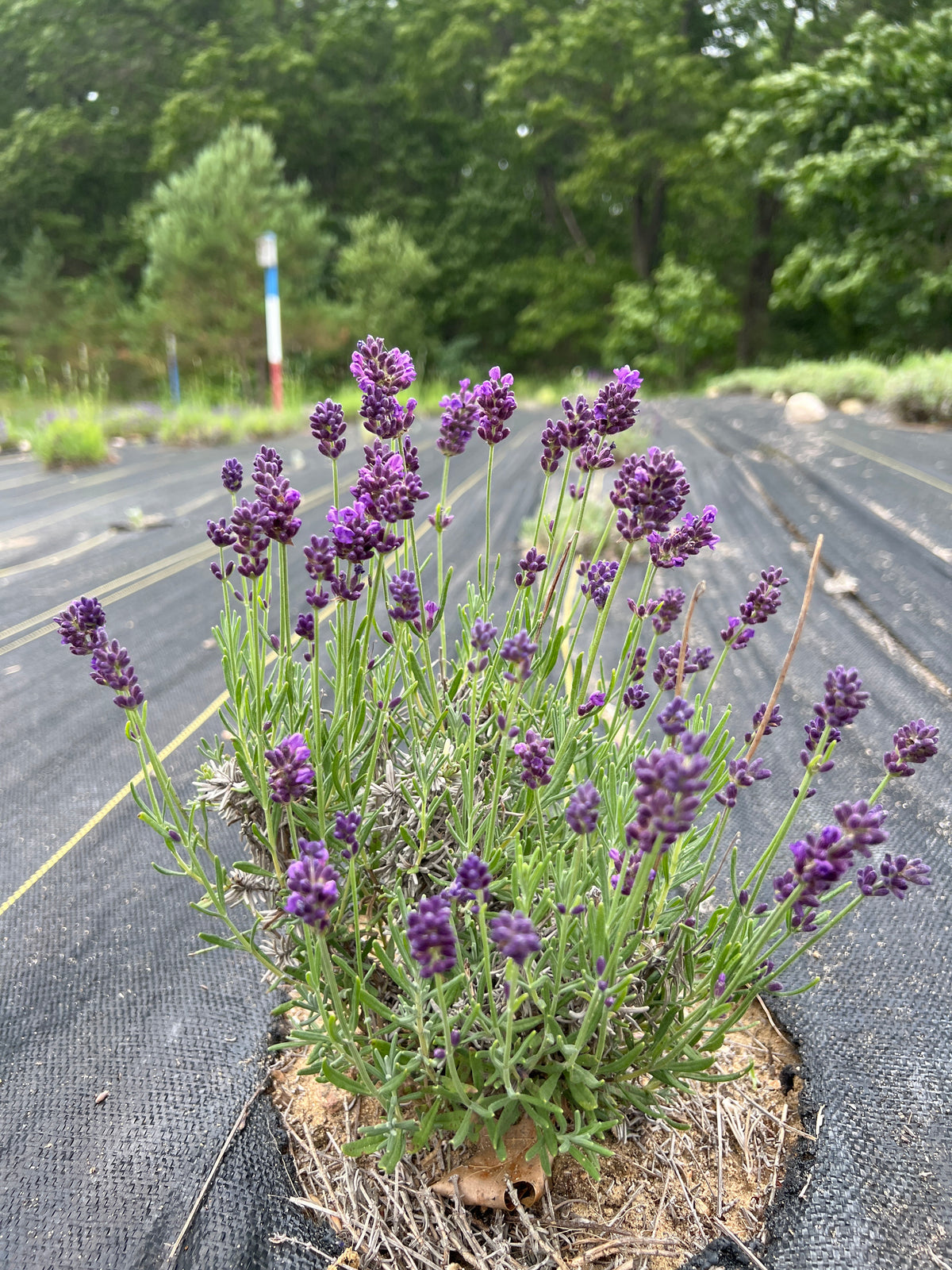 Huckleberry Lavender - Lavandula angustifolia with deep-purple flowers