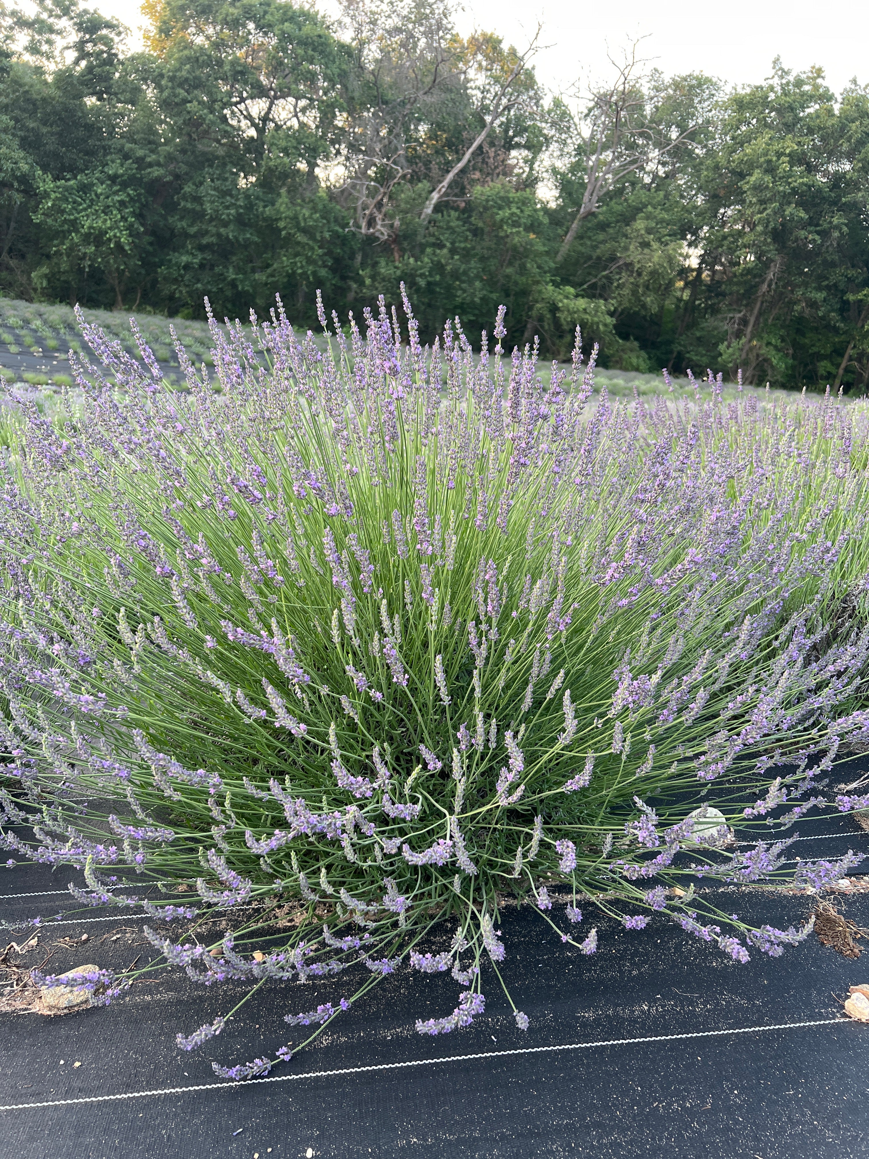PHENOMENAL® lavender bare root plant
