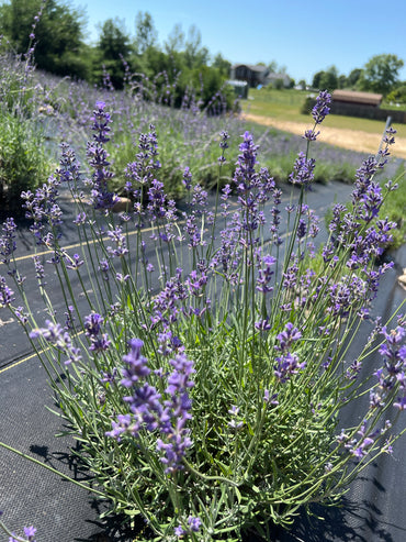 Folgate lavender 20-cell plug tray