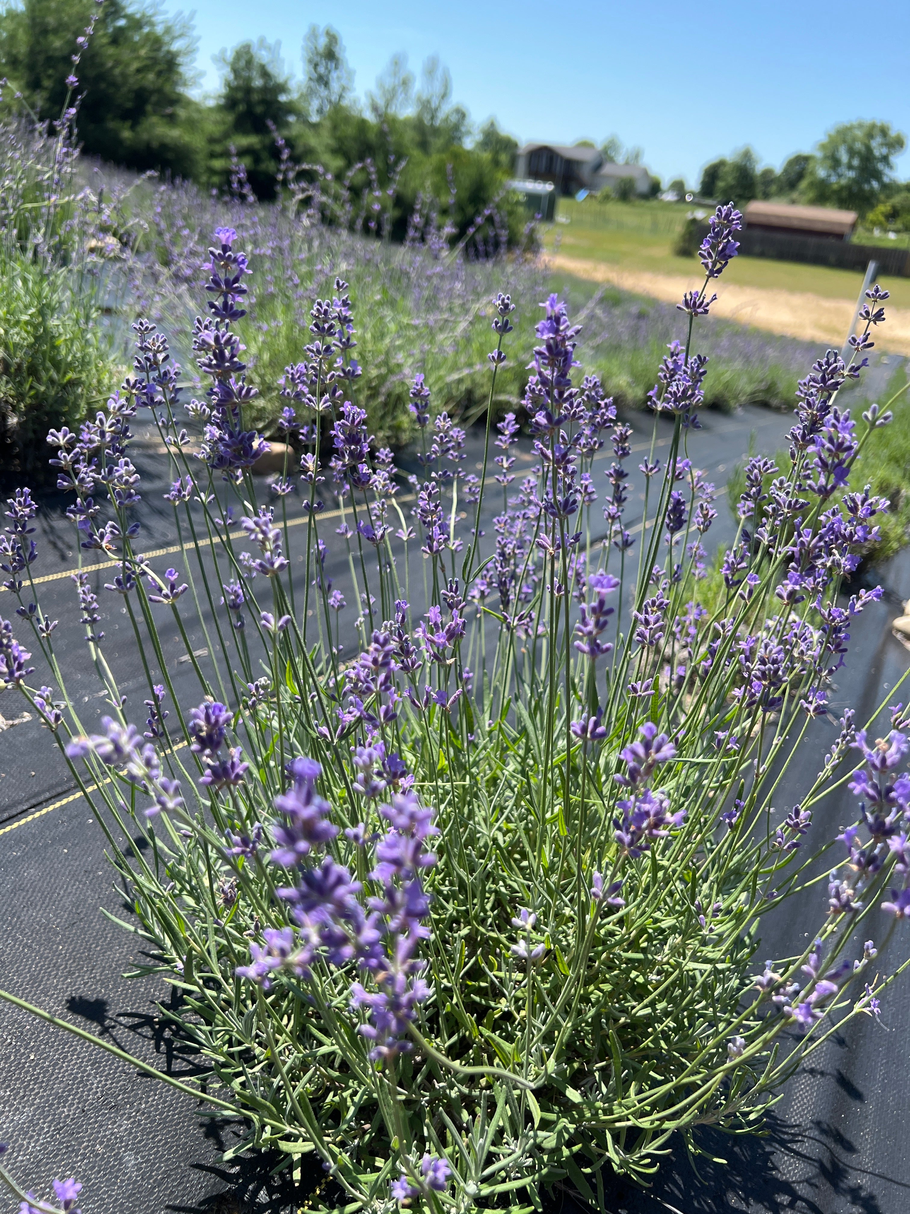 Folgate lavender 20-cell plug tray