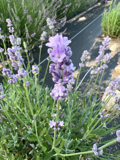 Melissa Lilac Lavender Plants & Plugs with dark purple buds opening light mauve flowers bushy evergreen shrub growth habit