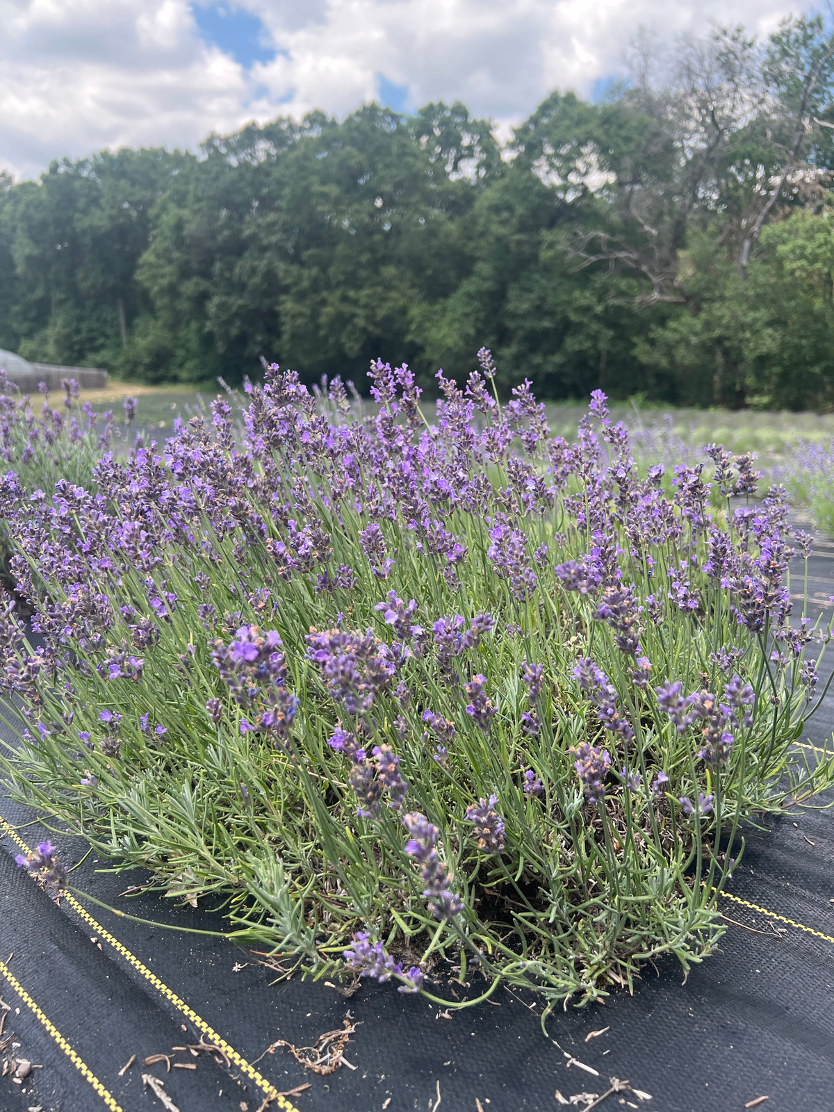 Tucker’s Early lavender 20-cell plug tray - image 4