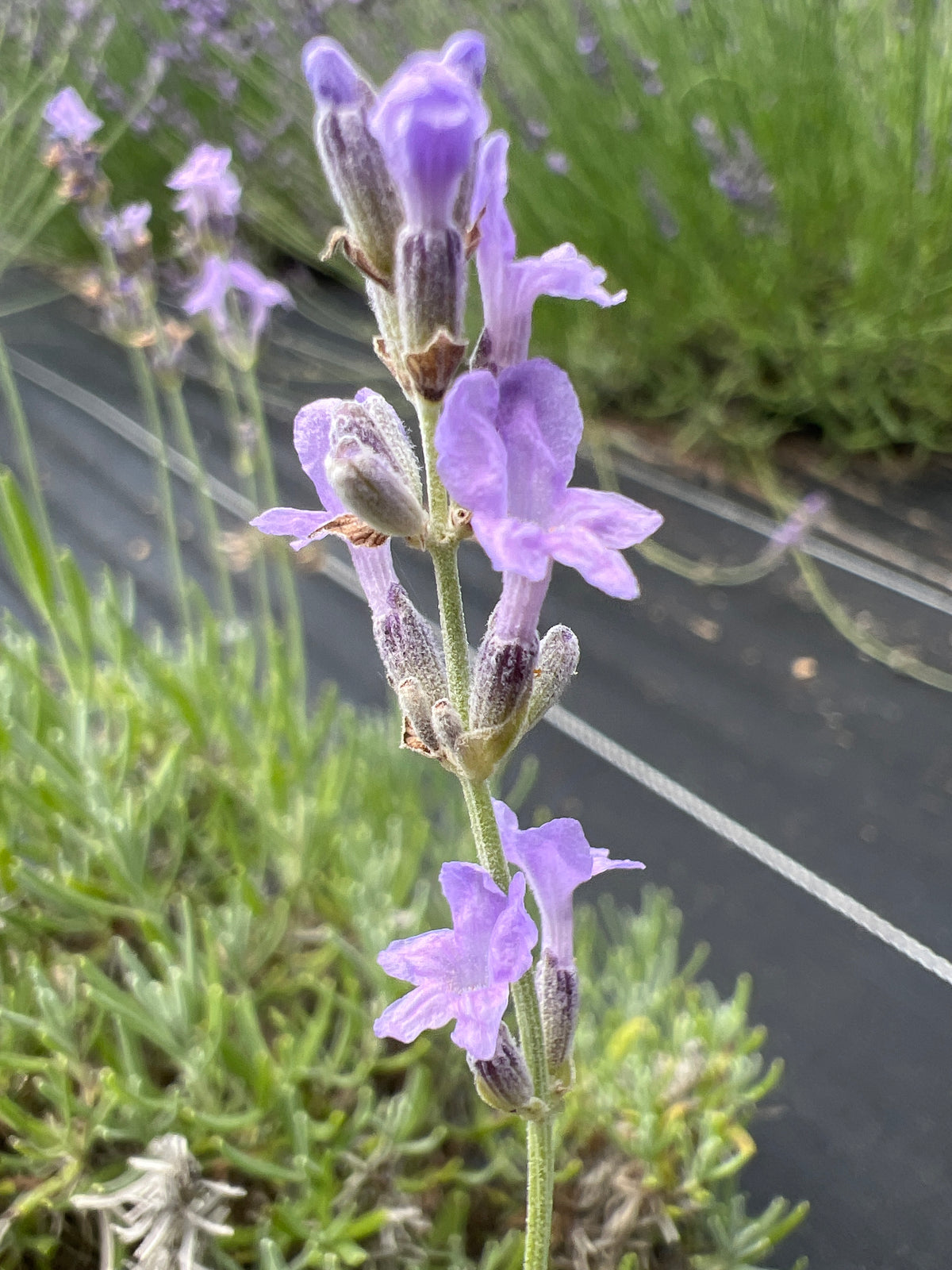 Seal’s Seven Oaks Lavender Plants & Plugs with dark violet-blue flowers compact evergreen shrub growth habit