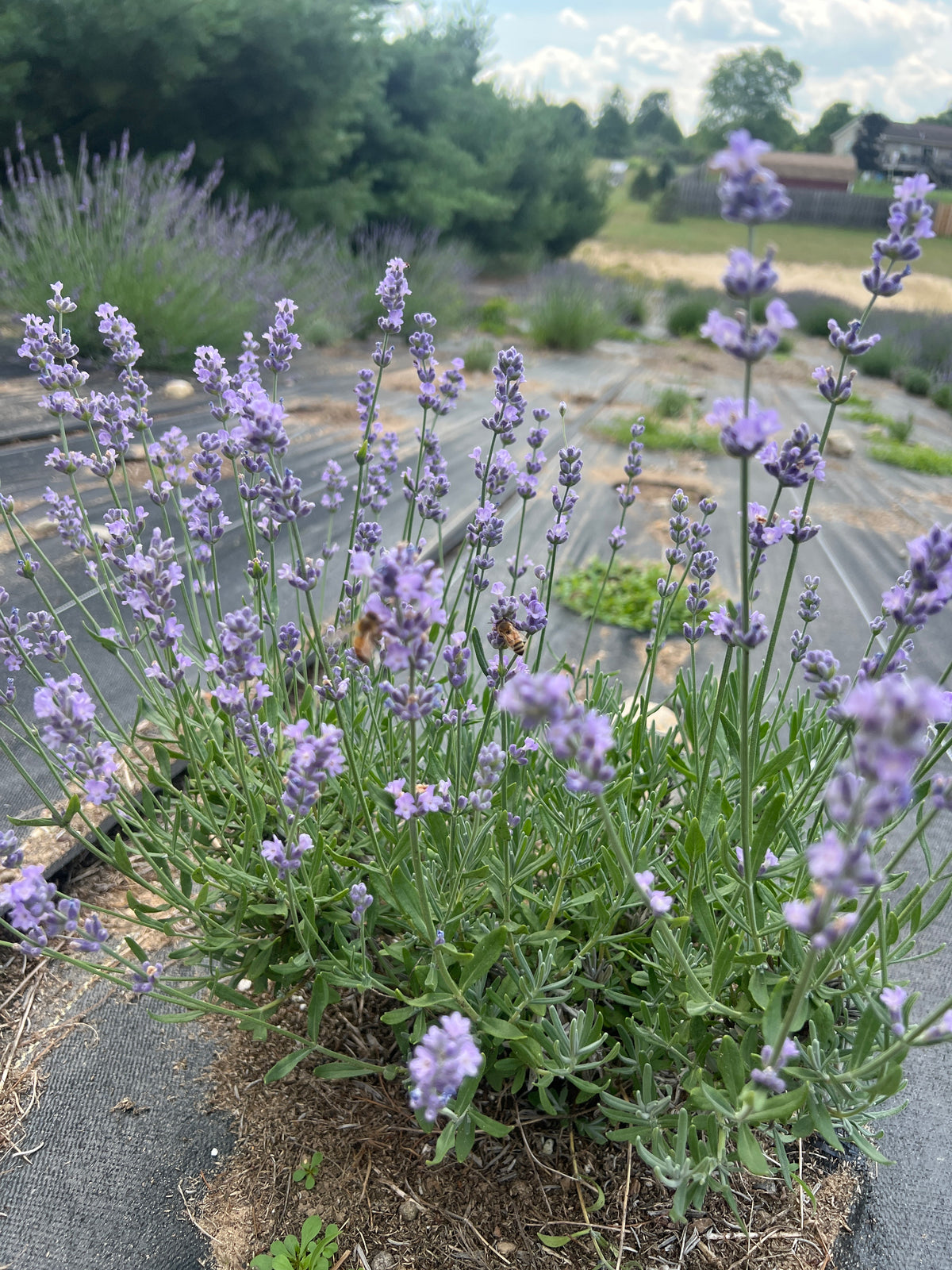 Melissa Lilac Lavender Plants & Plugs with dark purple buds opening light mauve flowers bushy evergreen shrub growth habit, product image 3