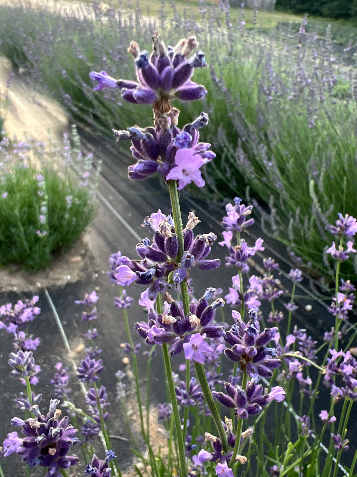 French Fields Lavender Plants & Plugs with blue flowers mounded growth habit, product image 2