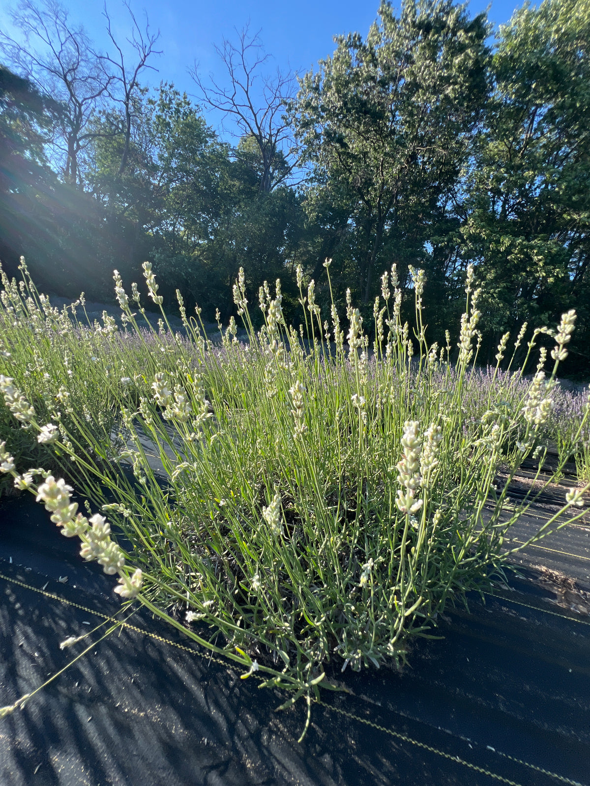 Exceptional® Lavender Plants & Plugs with white flowers bushy growth habit