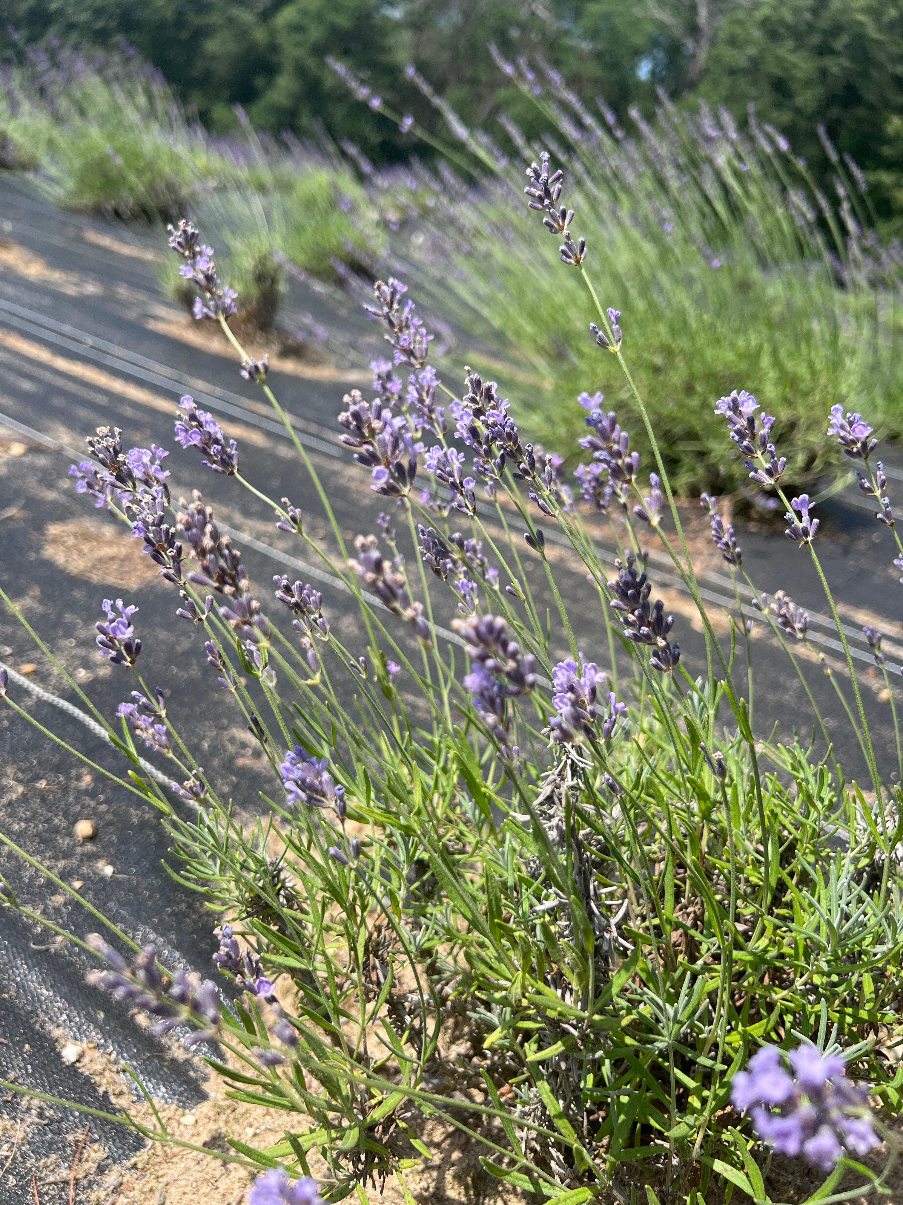 Rebecca Kay Lavender Plants & Plugs with purple flowers compact growth habit