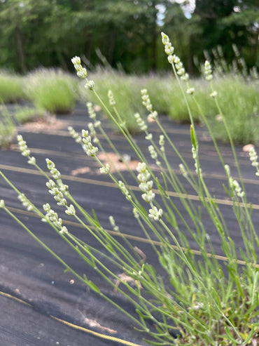 Alba Lavender Plants & Plugs with white flowers mounding growth habit, product image 2