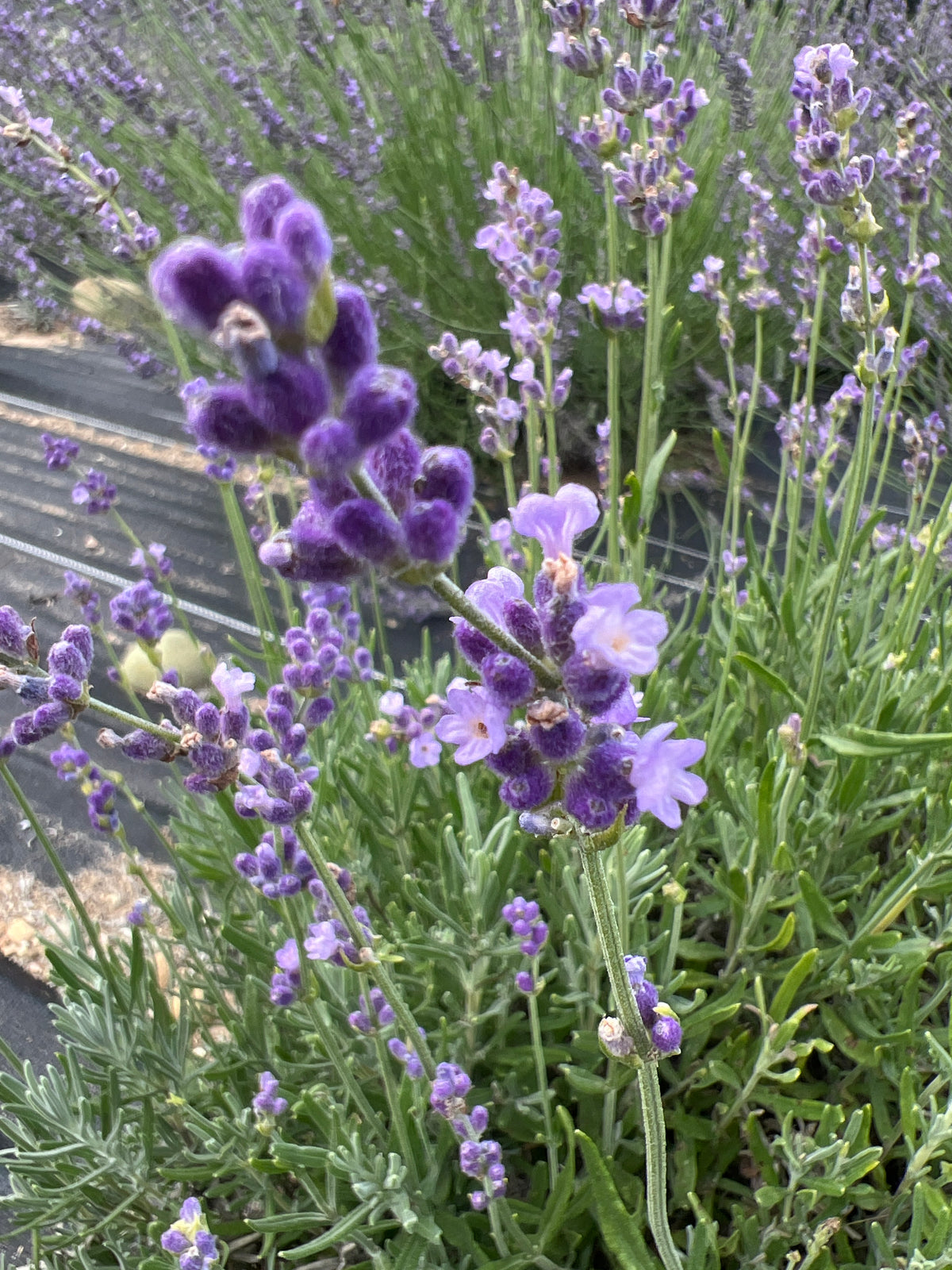 Loddon Blue Lavender Plants & Plugs with dark purple-blue flowers compact growth habit, product image 2