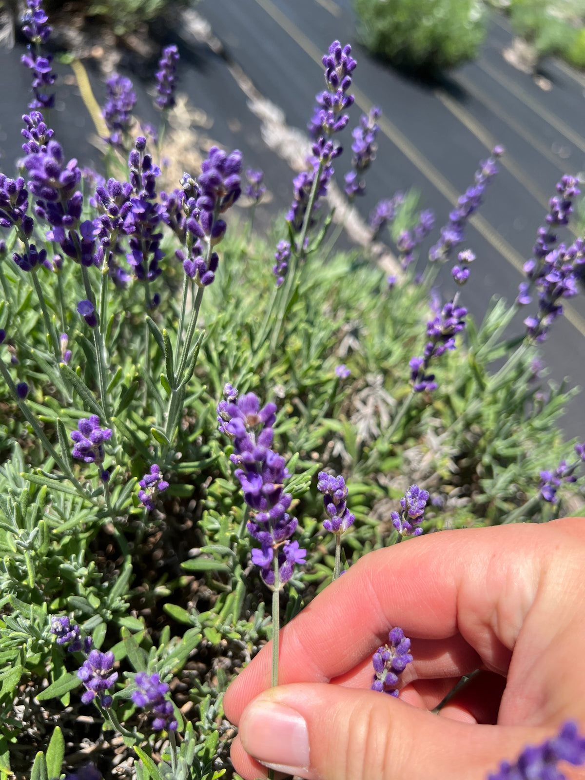 Hidcote lavender bare root plant - image 2
