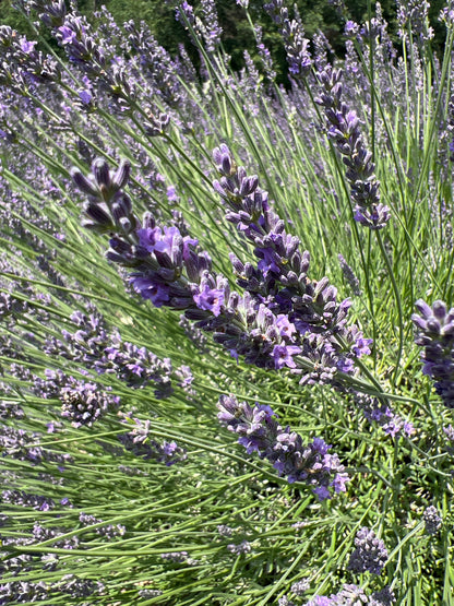 Abrialii Lavender Plants & Plugs with purple flowers upright growth habit, product image 3