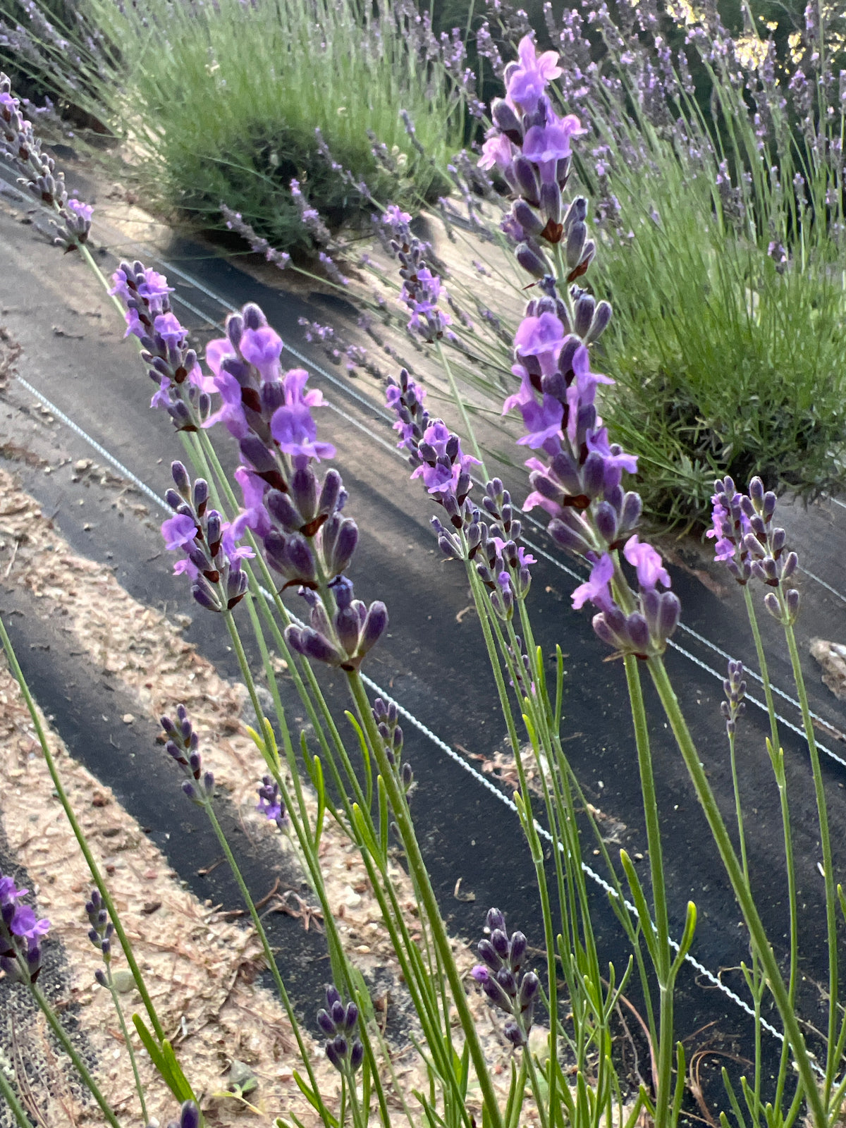 Riverina Alan Lavender Plants & Plugs with purple flowers upright growth habit, product image 3