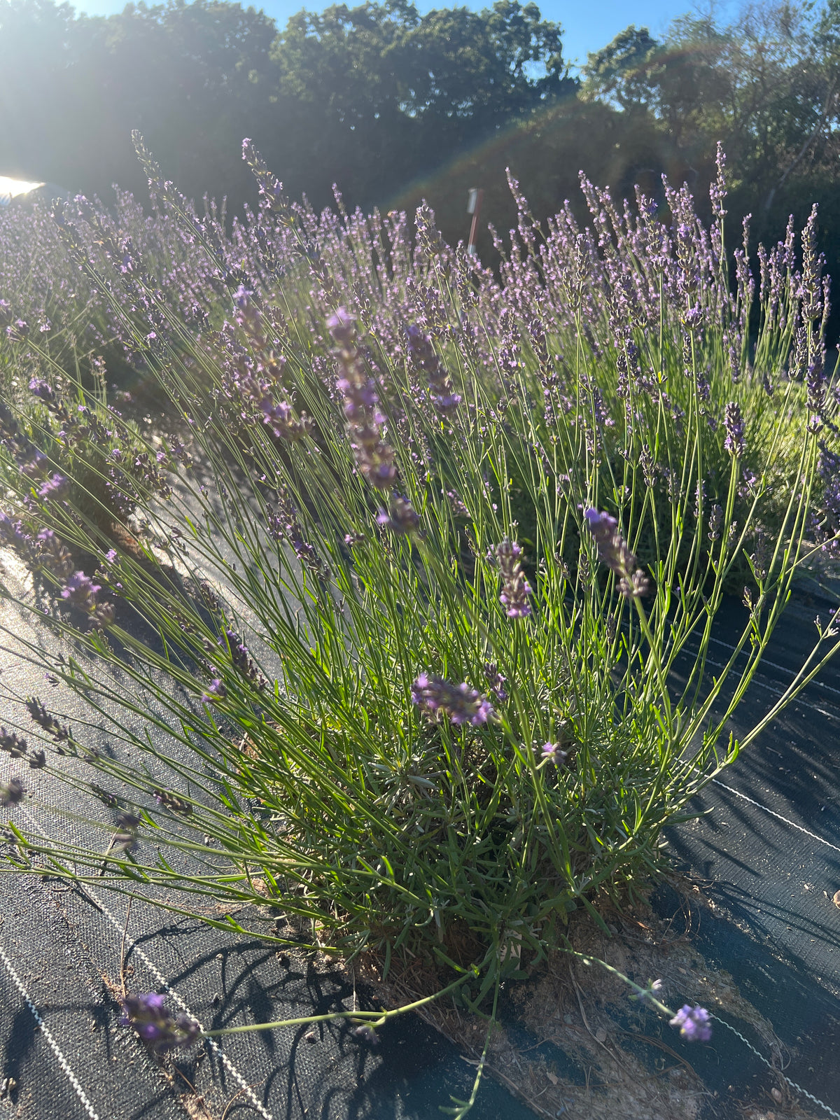 Bleu de Collins Lavender Plants & Plugs with purple flowers vigorous growth habit, product image 4