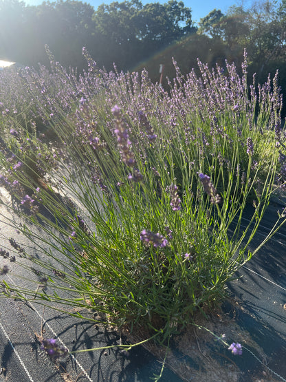 Bleu de Collins Lavender Plants & Plugs with purple flowers vigorous growth habit, product image 4