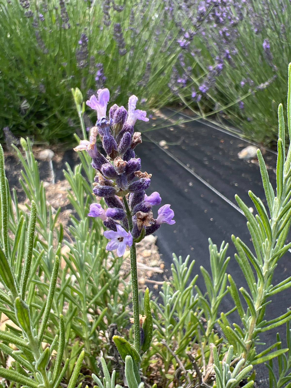 Chill Out Blue Lavender Plants & Plugs with blue flowers compact growth habit, product image 2