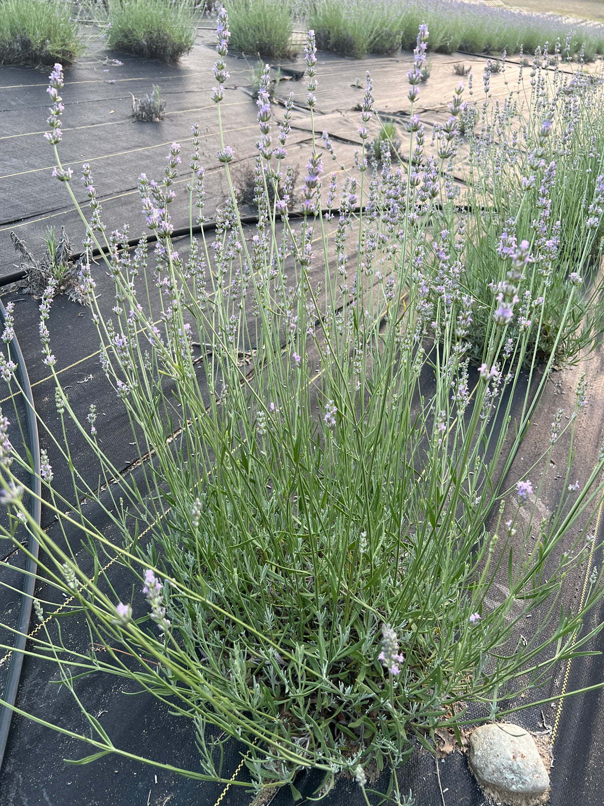 Hidcote Giant lavender 20-cell plug tray - image 5
