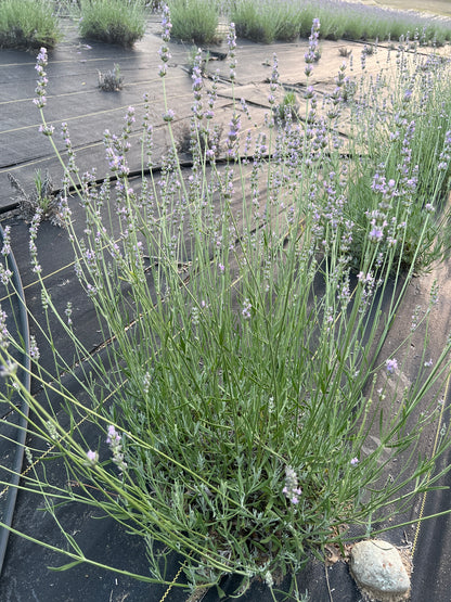 Hidcote Giant lavender 20-cell plug tray - image 5