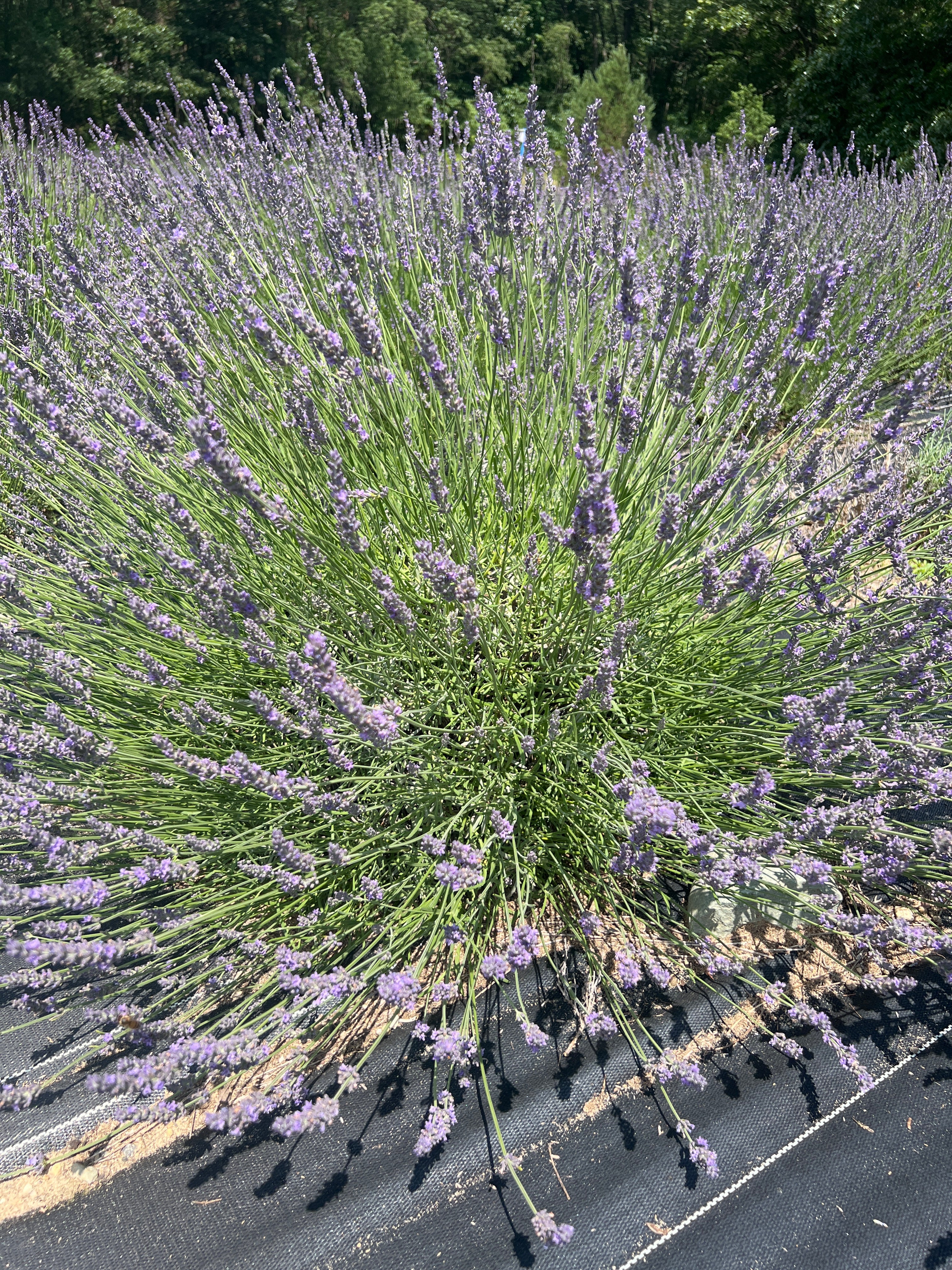 Impress Purple lavender 20-cell plug tray
