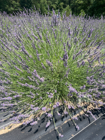 Impress Purple lavender 20-cell plug tray